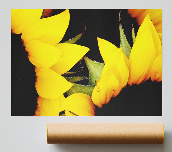 Close-Up Of A Yellow Sunflowers Giclee Print
