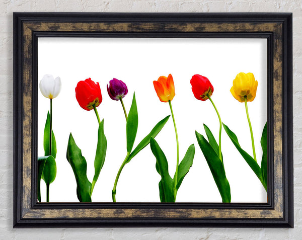 Colours Of Tulips Framed Print