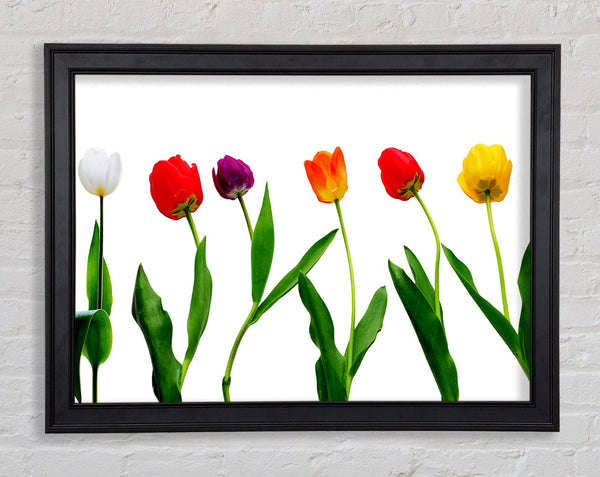 Colours Of Tulips Framed Print