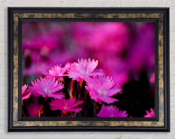 Pink Petal Beauty Framed Print