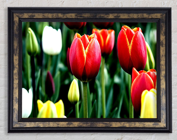 Tulips In Bloom Framed Print