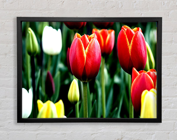 Tulpen in voller Blüte