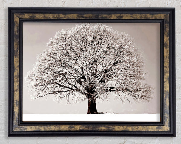 Lonely Winter Tree Framed Print