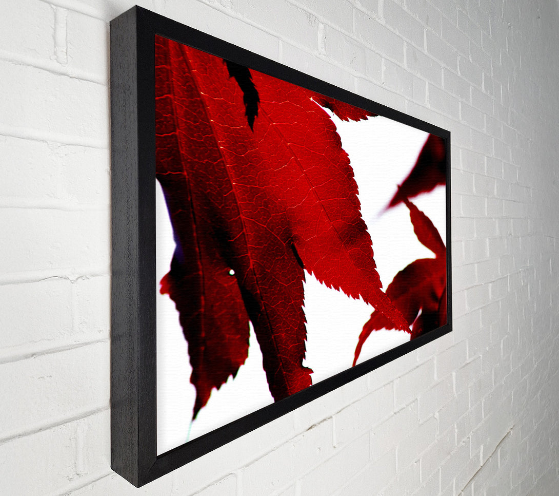  A Canvas Print of Leaves Canvas Print