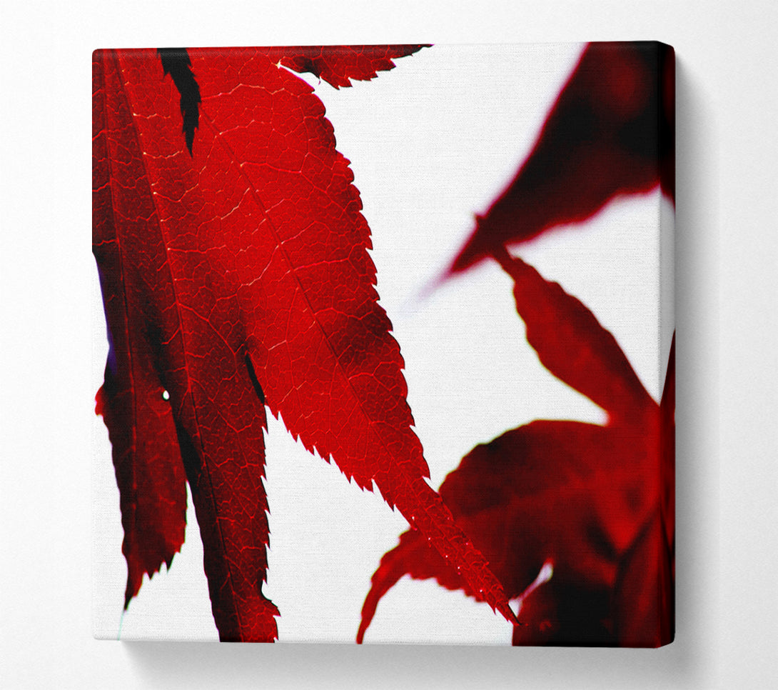  A Canvas Print of Leaves Canvas Print