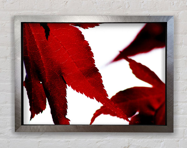 Leaves Framed Print