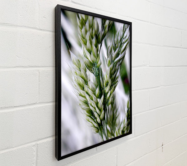 Soft Winters Barley
