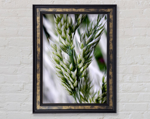 Soft Winters Barley Framed Print