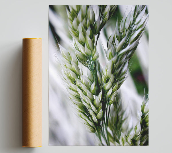 Soft Winters Barley Print