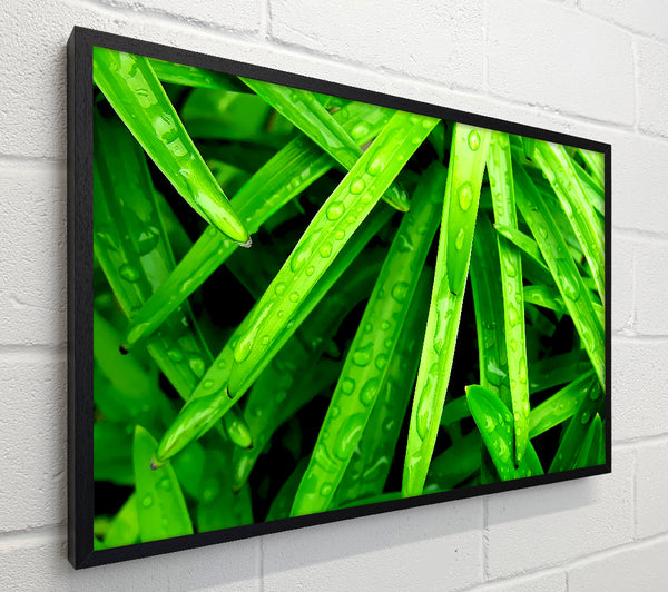 Green Leaves