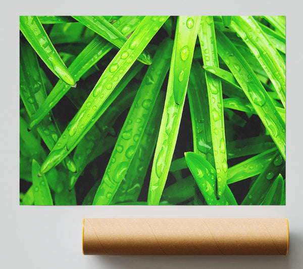 Green Leaves Giclee Print