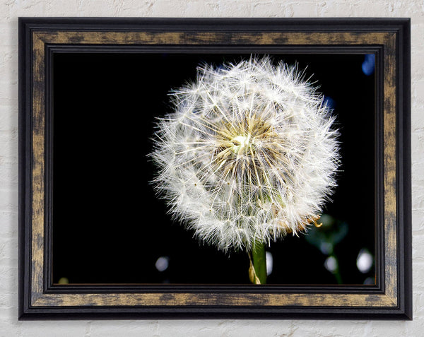 Dandelion Dream Framed Print