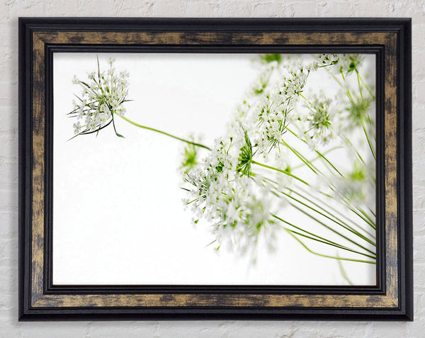 White On White Flowers Framed Print