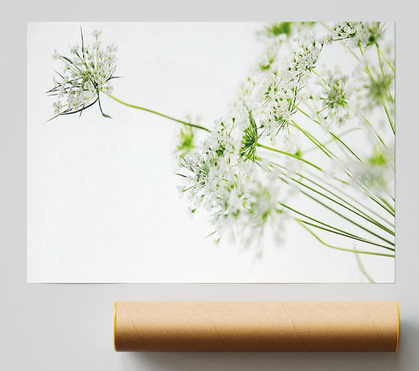 White On White Flowers Poster
