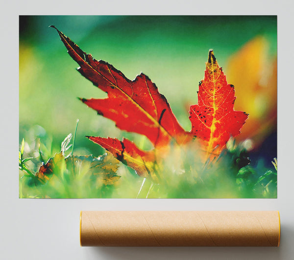 Autumn Red Leave On The Ground Giclee Print