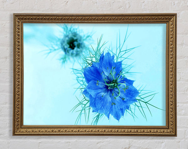 Blau auf blauer Blume