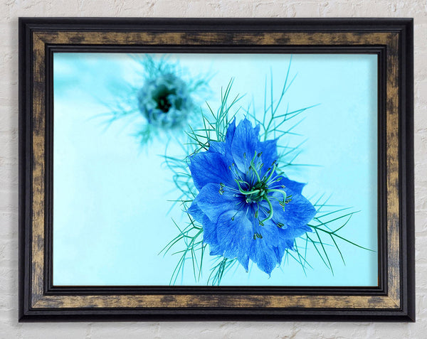 Blue On Blue Flower Framed Print