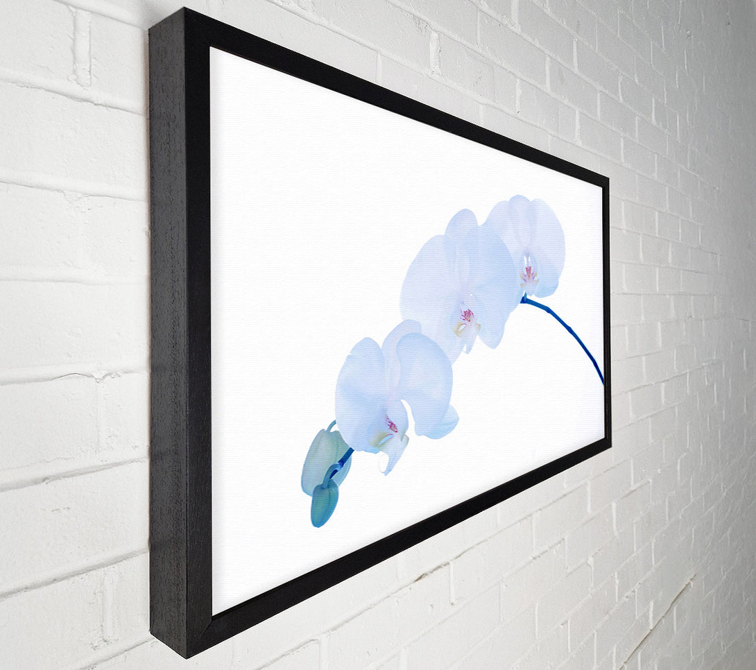  A Canvas Print of Baby Blue Stem Canvas Print