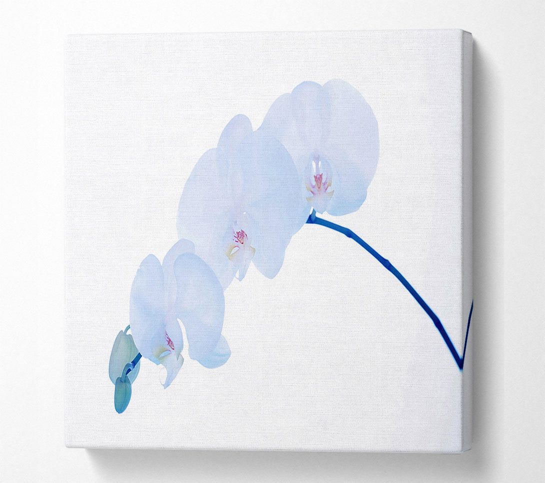  A Canvas Print of Baby Blue Stem Canvas Print