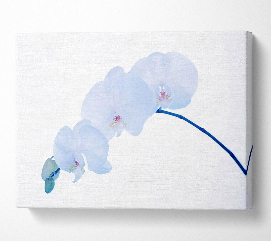  A Canvas Print of Baby Blue Stem Canvas Print