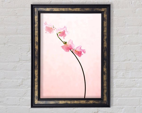 Pink On Pink Framed Print