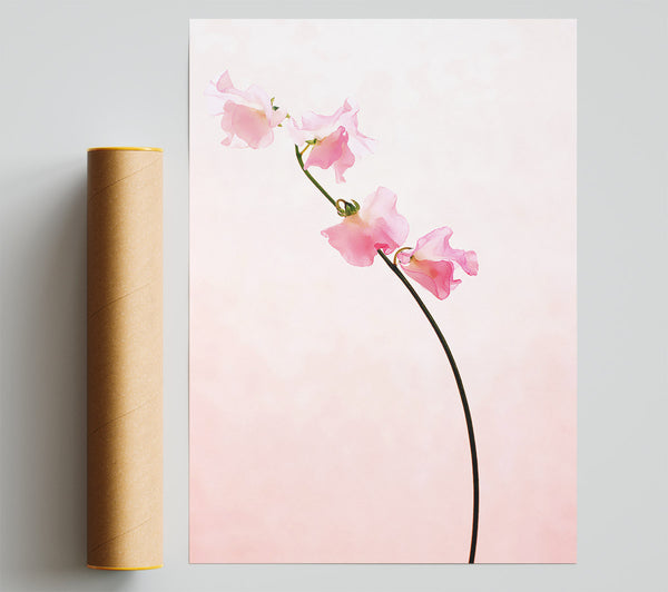 Pink On Pink Print