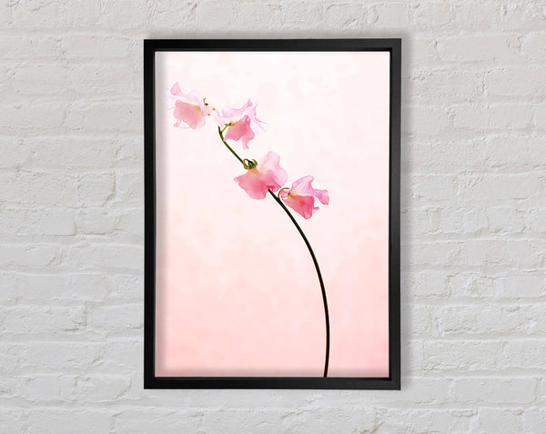 Pink auf Pink
