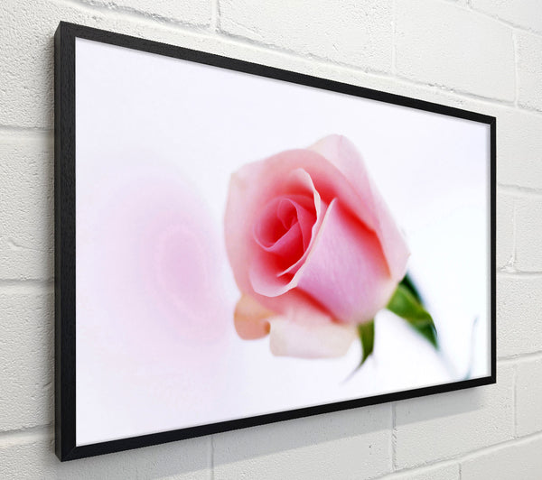 Single Pink Rose Bud