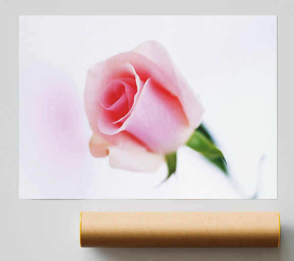 Single Pink Rose Bud Print