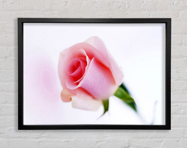 Einzelne rosa Rosenknospe