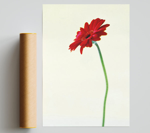 Single Red Gerbera Poster