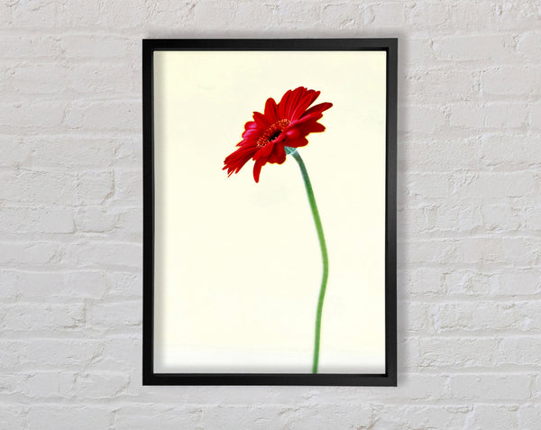 Einzelne rote Gerbera