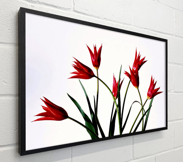 Red Fire Tulip Bouquet