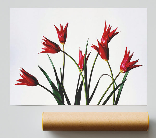 Red Fire Tulip Bouquet Print