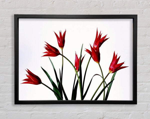 Roter Feuer-Tulpenstrauß