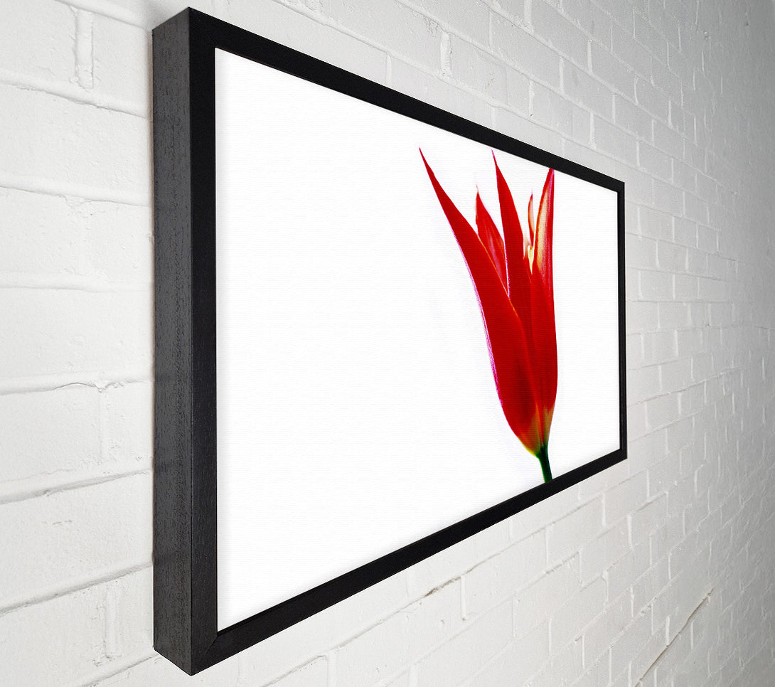  A Canvas Print of Single Fire Tulip Canvas Wall Art