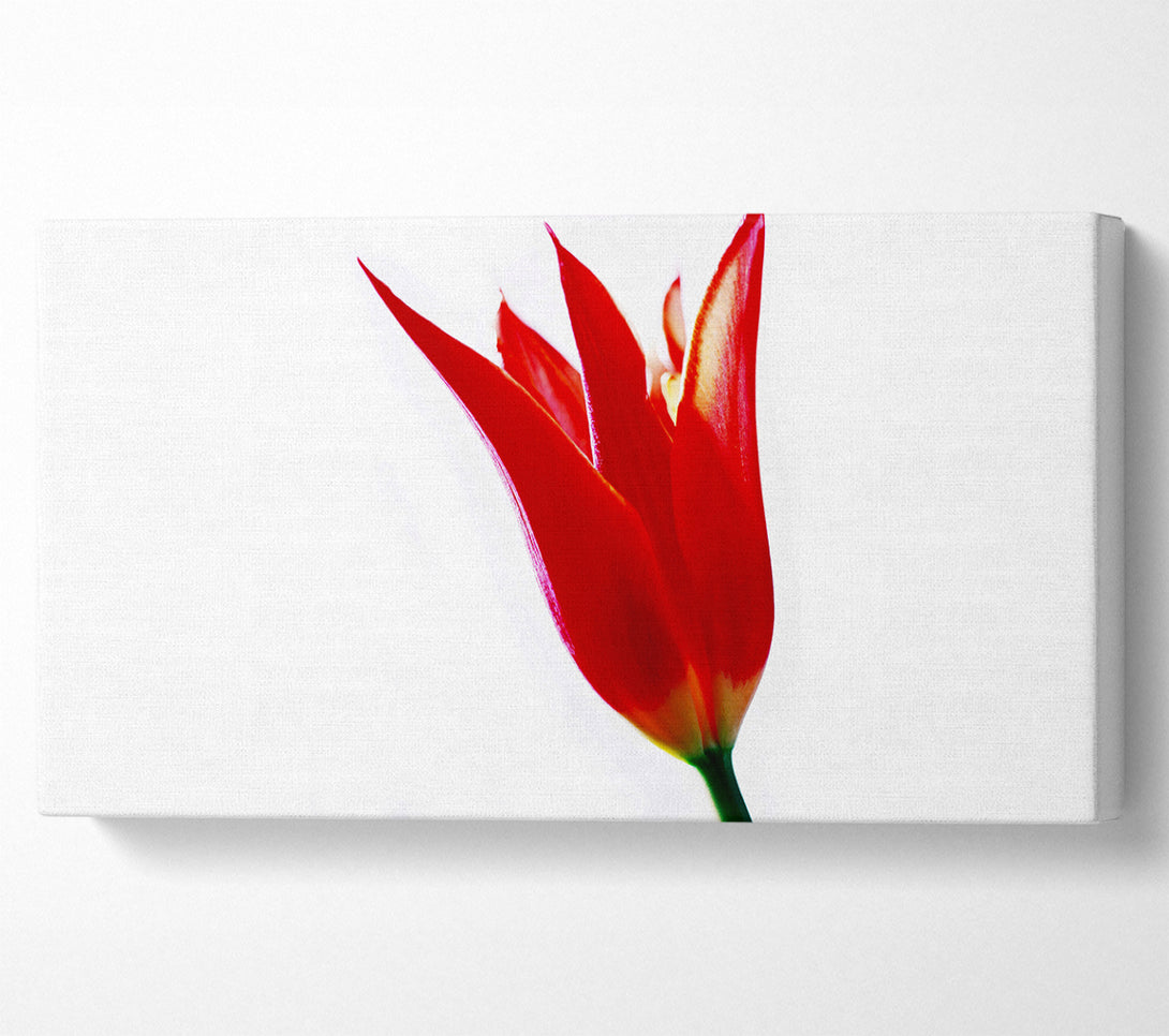 A Canvas Print of Single Fire Tulip Canvas Wall Art