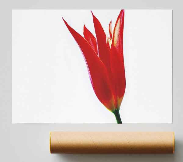 Single Fire Tulip Giclee Print