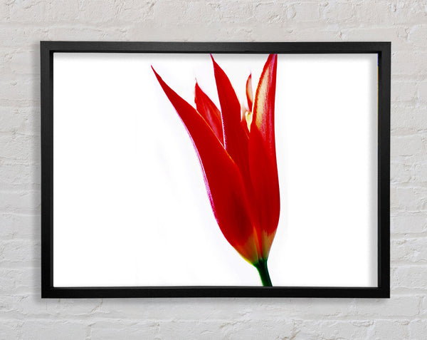 Einzelne Feuertulpe