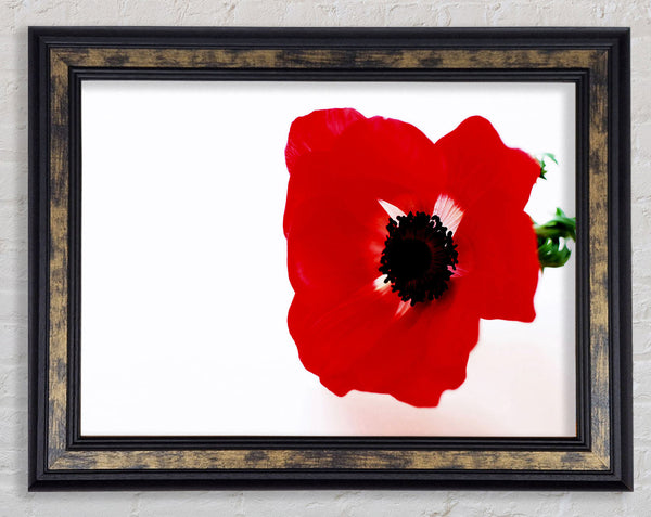 Red Poppy Centre Framed Print