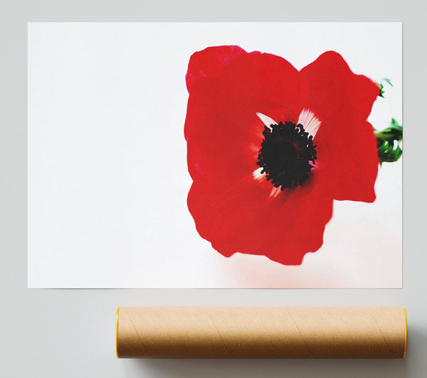 Red Poppy Centre Poster