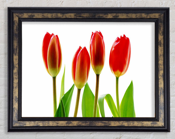 Red Tulip Quads Framed Print