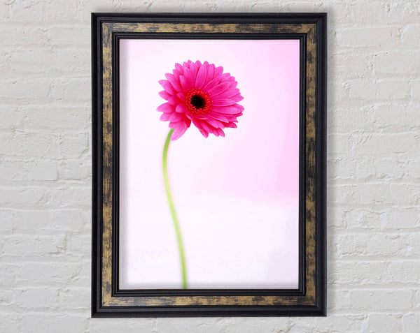 Pink On Pink Gerbera Framed Print