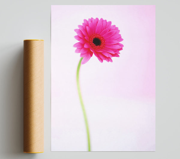 Pink On Pink Gerbera Print