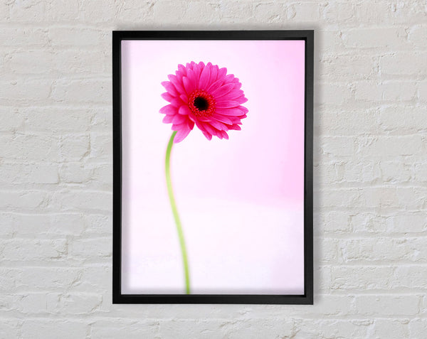 Rosa auf rosa Gerbera