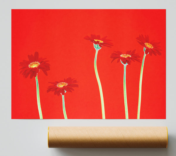 Red Daisies On Orange Print
