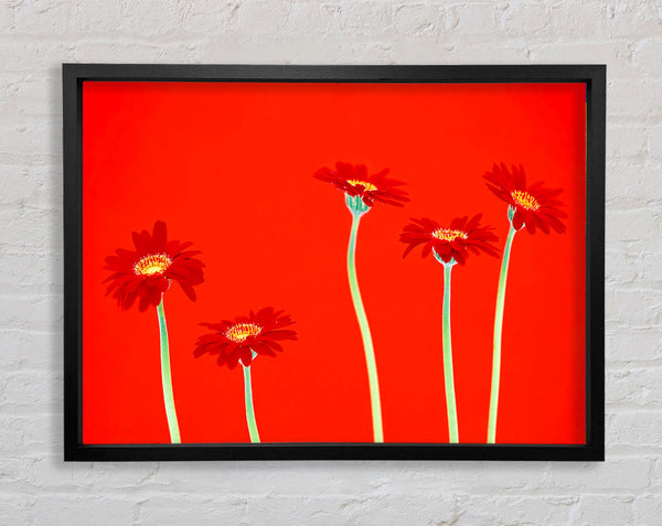 Rote Gänseblümchen auf Orange
