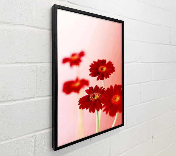 Red Gerberas On Pink