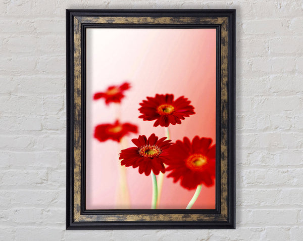 Red Gerberas On Pink Framed Print