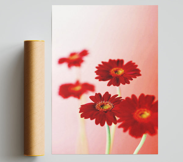 Red Gerberas On Pink Poster